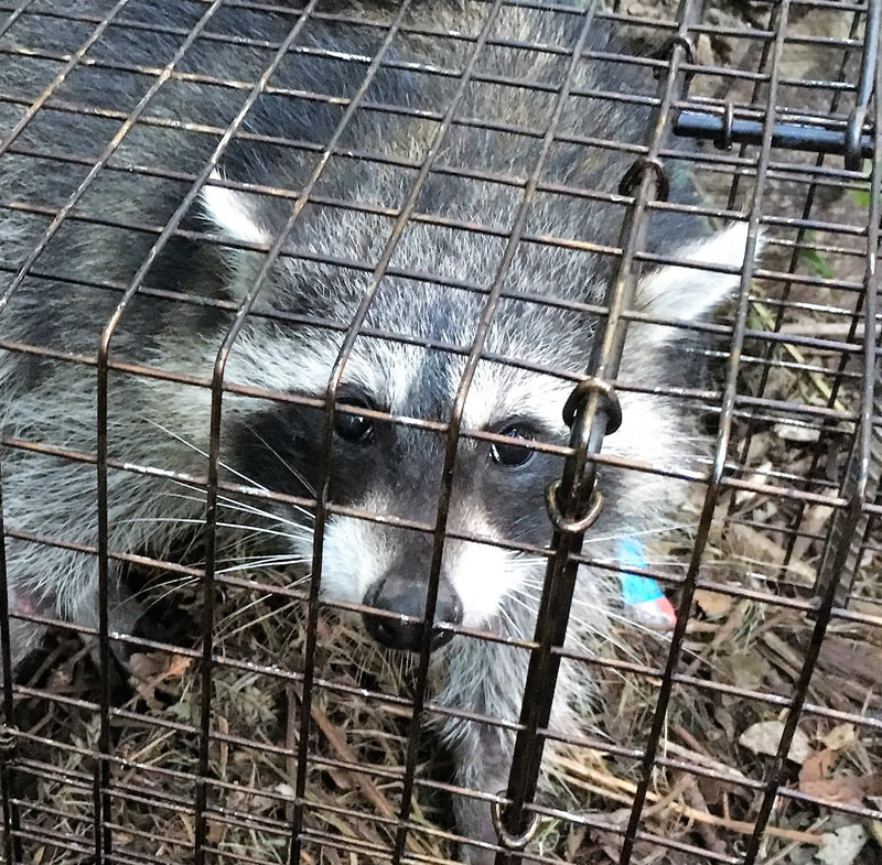 Racoon Trapping