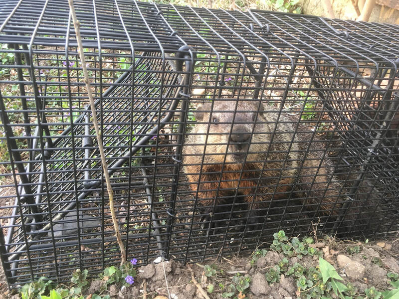 Beaver Trapping & Removal