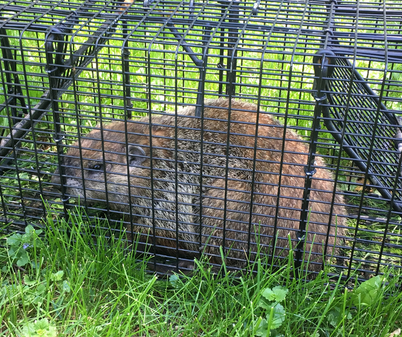 Groundhog Trapping and Removal