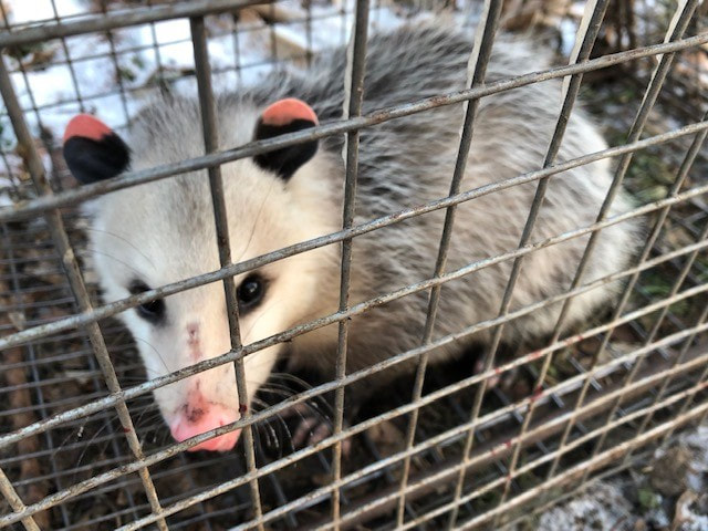 Let me help you with your opossum removal.