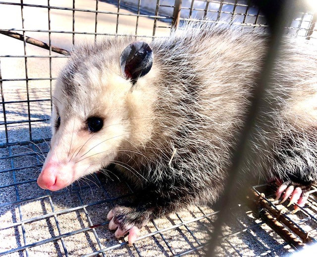 I will take care of your opossum removal needs quickly and professionally. 