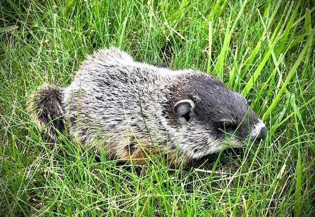 Call Me Bob - Groundhog Trapping and removal