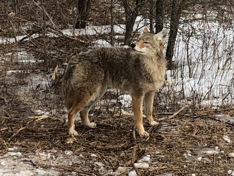 Fox & Coyote Trapping and Removal