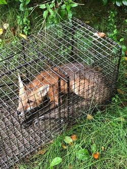 Fox & Coyote Trapping & Removal