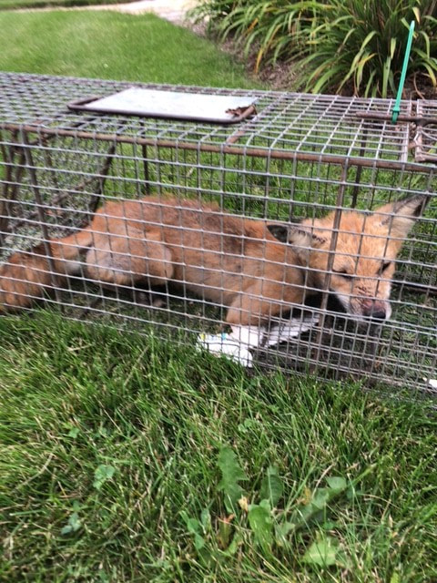 Waukesha Fox Trapping and Removal