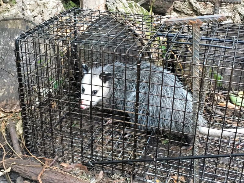 Waukesha County Opossum Removal