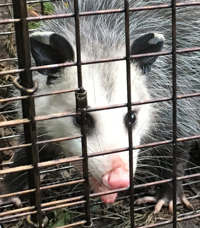 Call me today for your opossum removal needs.