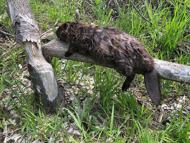 Waukesha Beaver Trapping and Removal