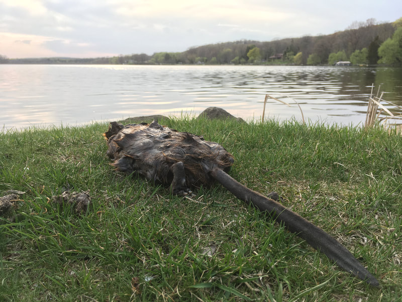 Muskrat Trapping and removal - Waukesha County