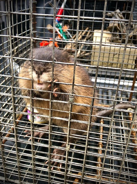 Muskrat trapping