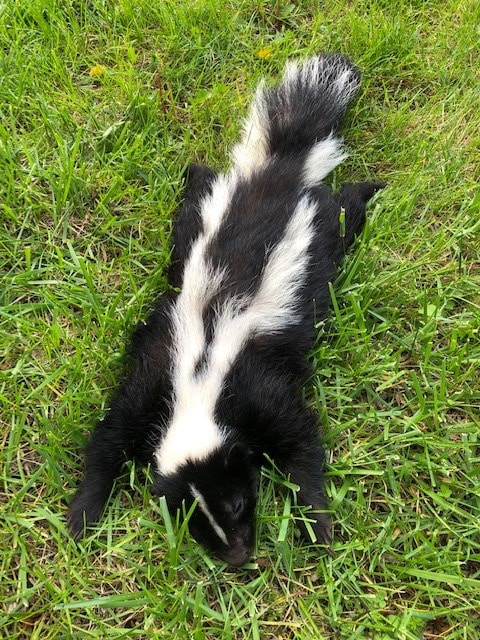Skunk Trapping and Removal in Waukesha County