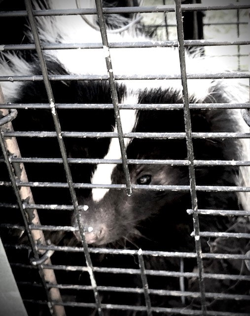 Waukesha and Pewaukee Skunk Trapping and Removal