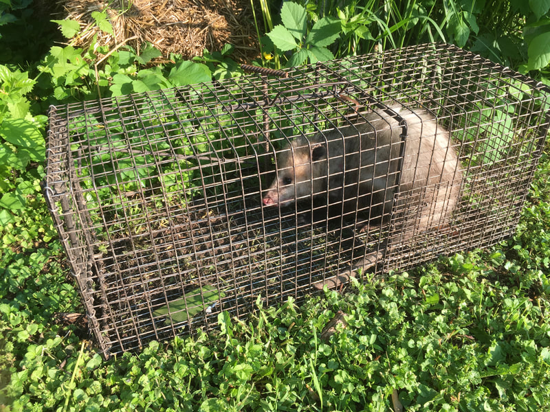 Expert animal control and trapping in the Waukesha County Area.