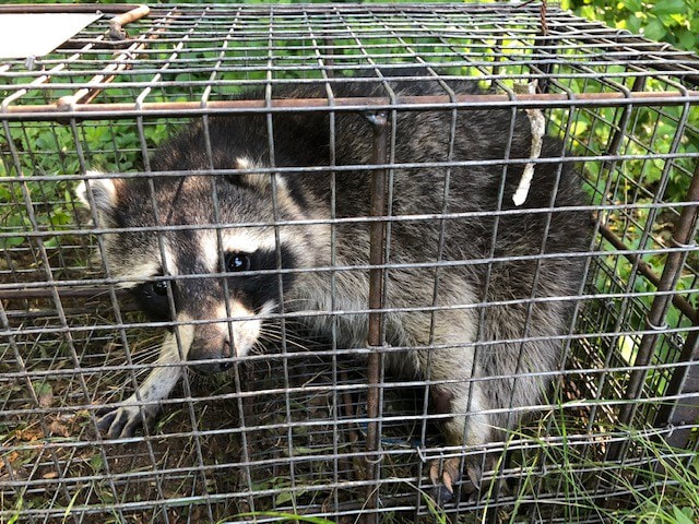 Waukesha County Racoon Trapping and Removal