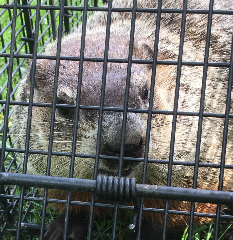 Waukesha Groundhog Trapping and Removal
