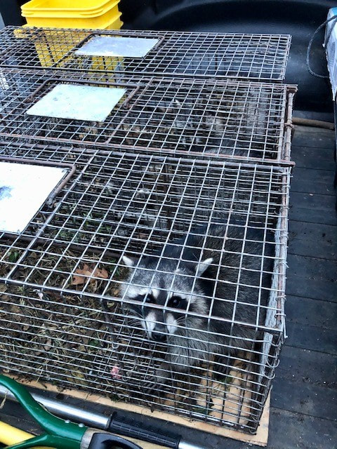 Call Me Bob - Racoon Trapping and Removal
