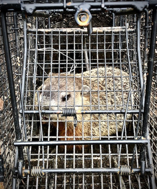 Pewaukee animal trapping and removal