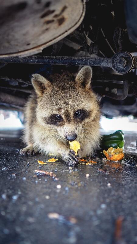 Raccoon Trapping and Removal