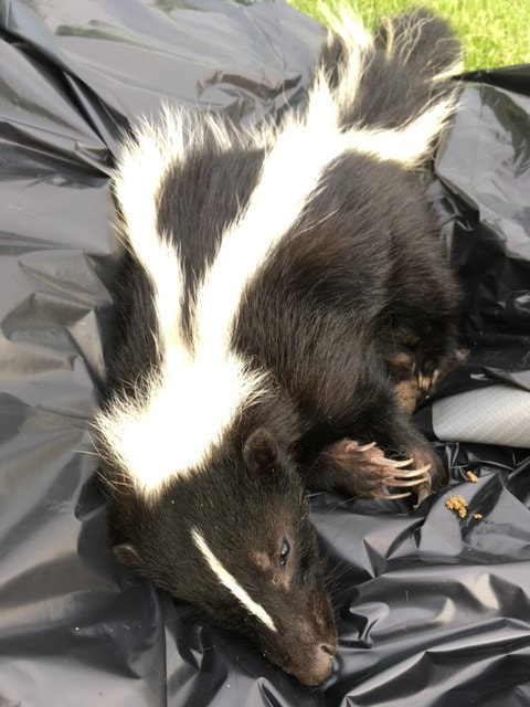 Call Me Bob - Skunk Trapping and Removal