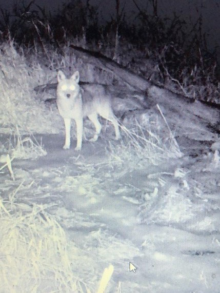 Coyote Animal Control